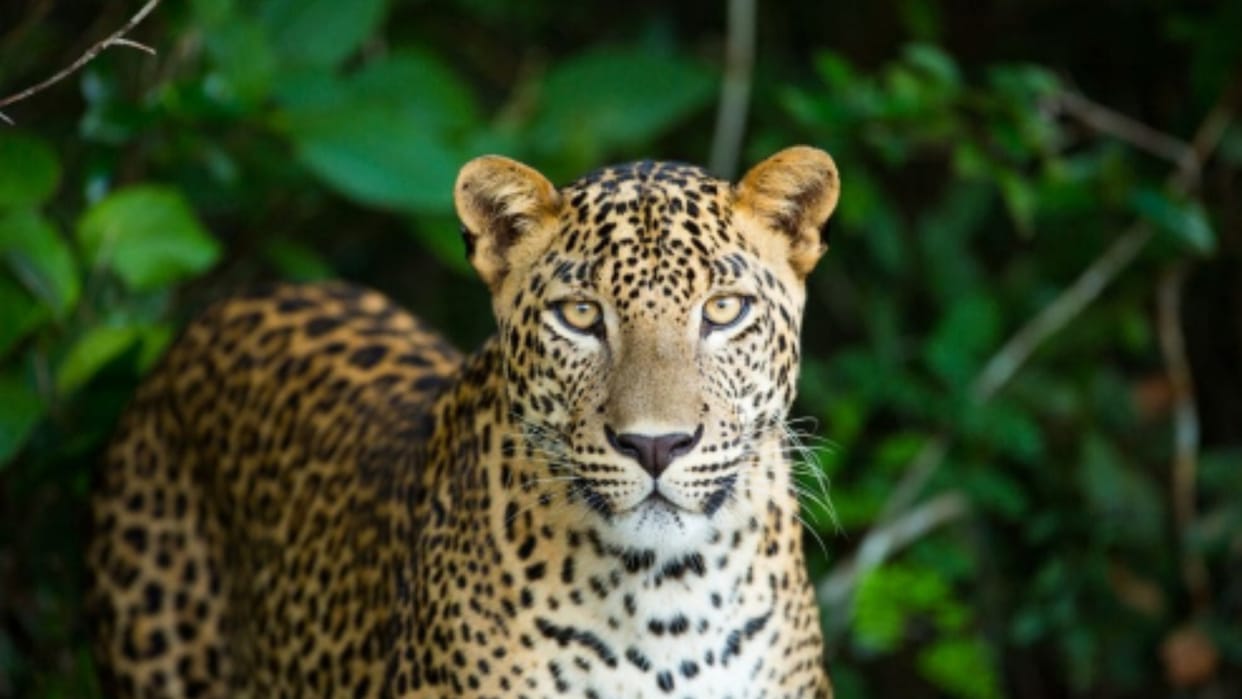 Employees in panic due to the knock of leopards in the cell factory premises read more