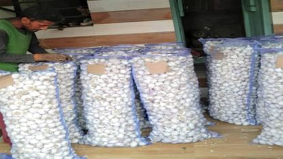 Garlic Cultivation: सिरमौर में अब 4100 हेक्टेयर पहुंचा लहसुन उत्पादन का रकबा Himachal News: Garlic Cultivation in sirmour in 4100 Hectare Land