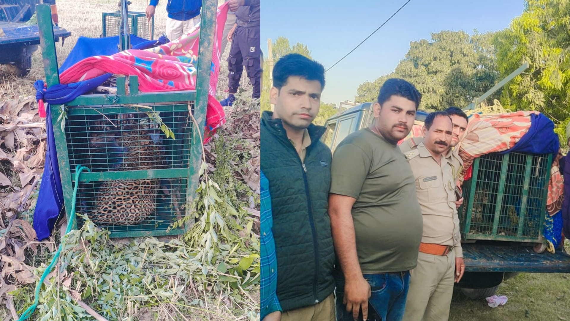 Guldar Terror in Uttarakhand Guldar new whereabouts will be decided after DNA report Dehradun news