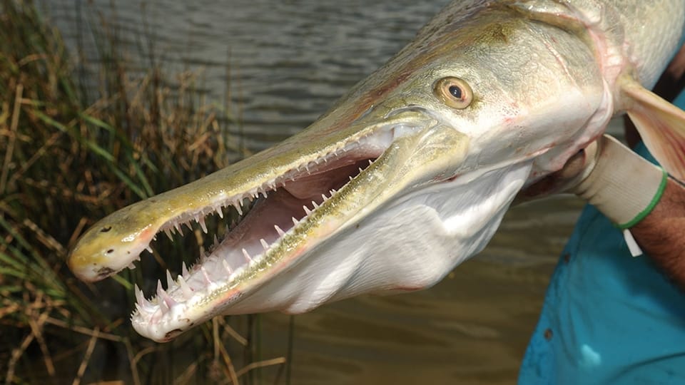 first time Alligator Gar Fish Found In dal lake srinagar during Cleaniness