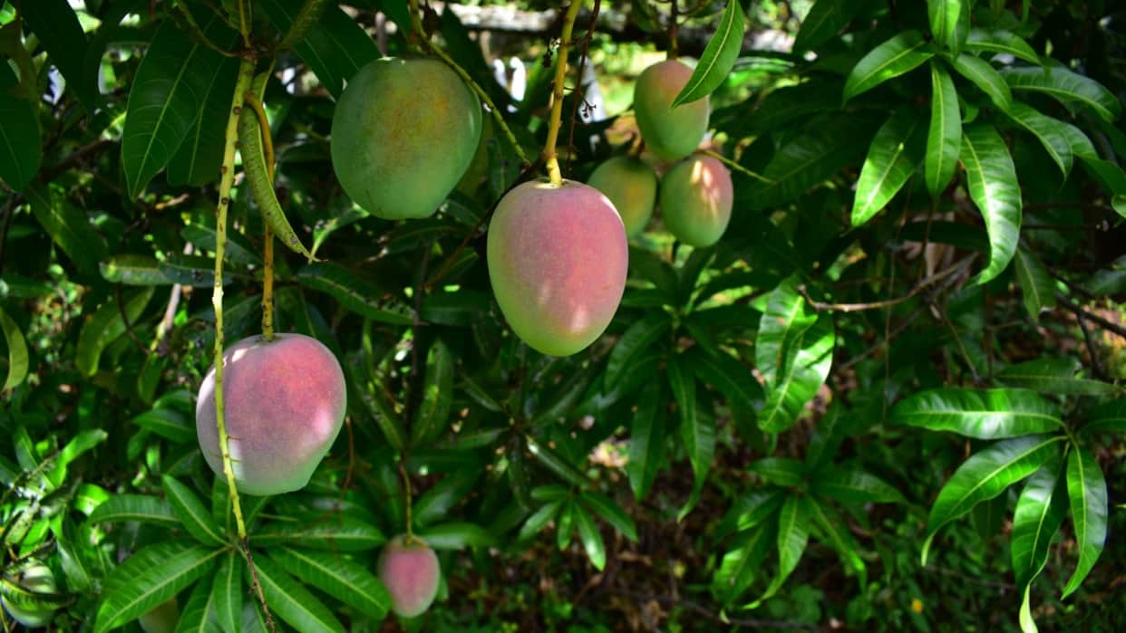 On mango tree have 300 varieties Story Of Mango Man haji kalim ullah khan lucknow/