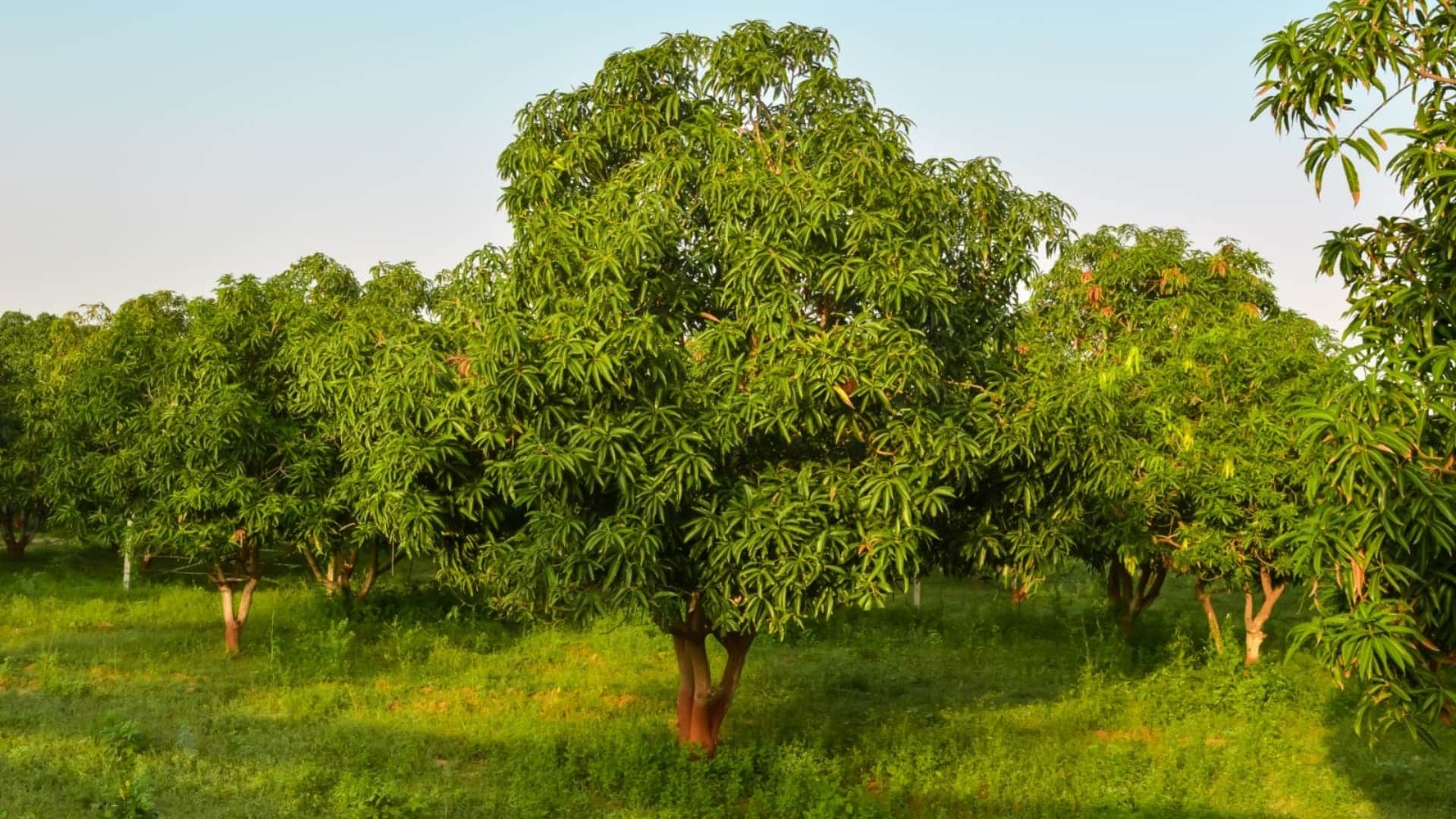 On mango tree have 300 varieties Story Of Mango Man haji kalim ullah khan lucknow/