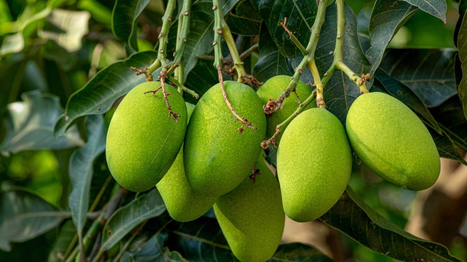 On mango tree have 300 varieties Story Of Mango Man haji kalim ullah khan lucknow/