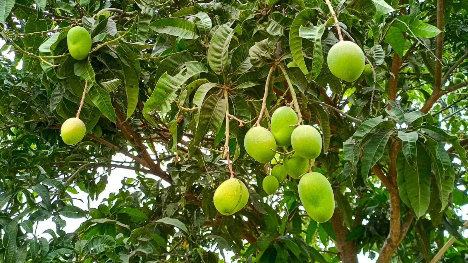 On mango tree have 300 varieties Story Of Mango Man haji kalim ullah khan lucknow/