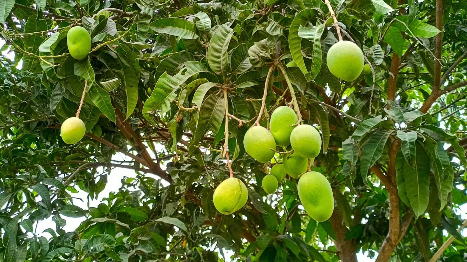 Mango Adulteration: How To Identify Sweet Mangoes Know The Method Here