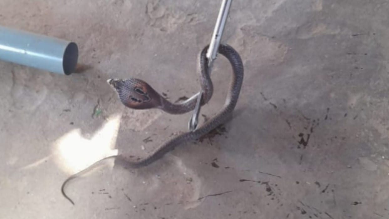 Umaria News: 18-year-old girl student died of snakebite
