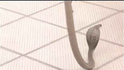 A snake that had entered the BJP camp office premises in Shiggaon was rescued