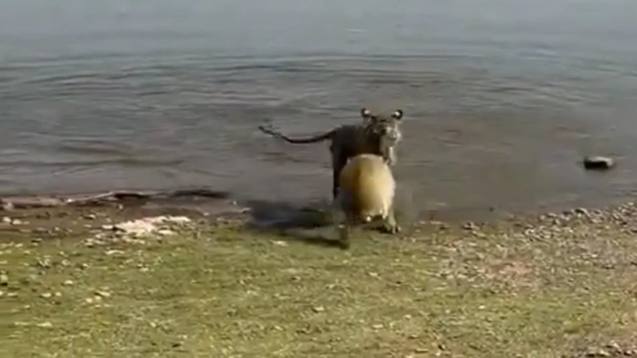 tigress hunted the turtle into the water in Ranthambore national park tourists captured the view on camera