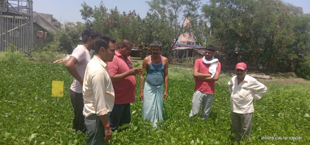 MP News: Maruka caterpillar outbreak in moong crop, farmers worried, scientists inspected