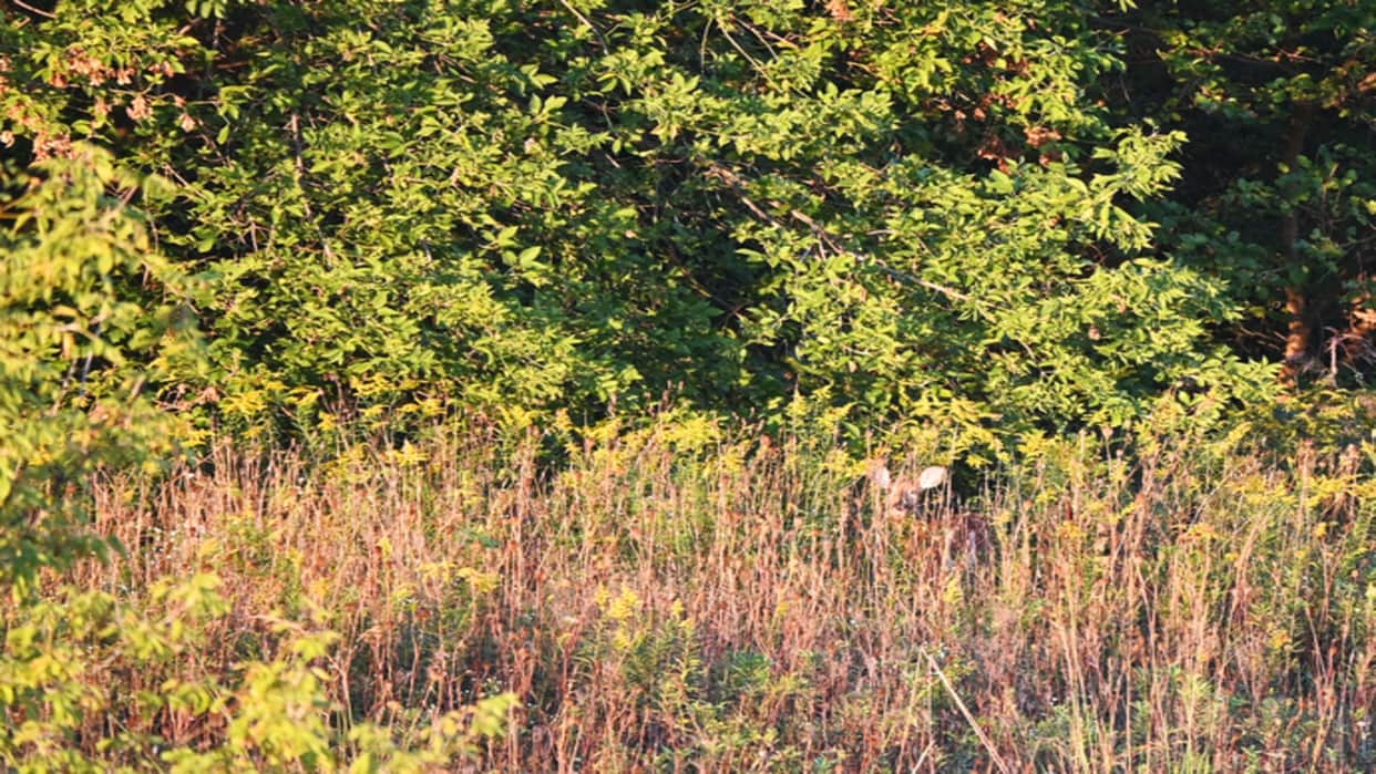 Optical Illusion IQ Test: Only a Genius can spot the deer hiding in inside forest in 5 Secs!