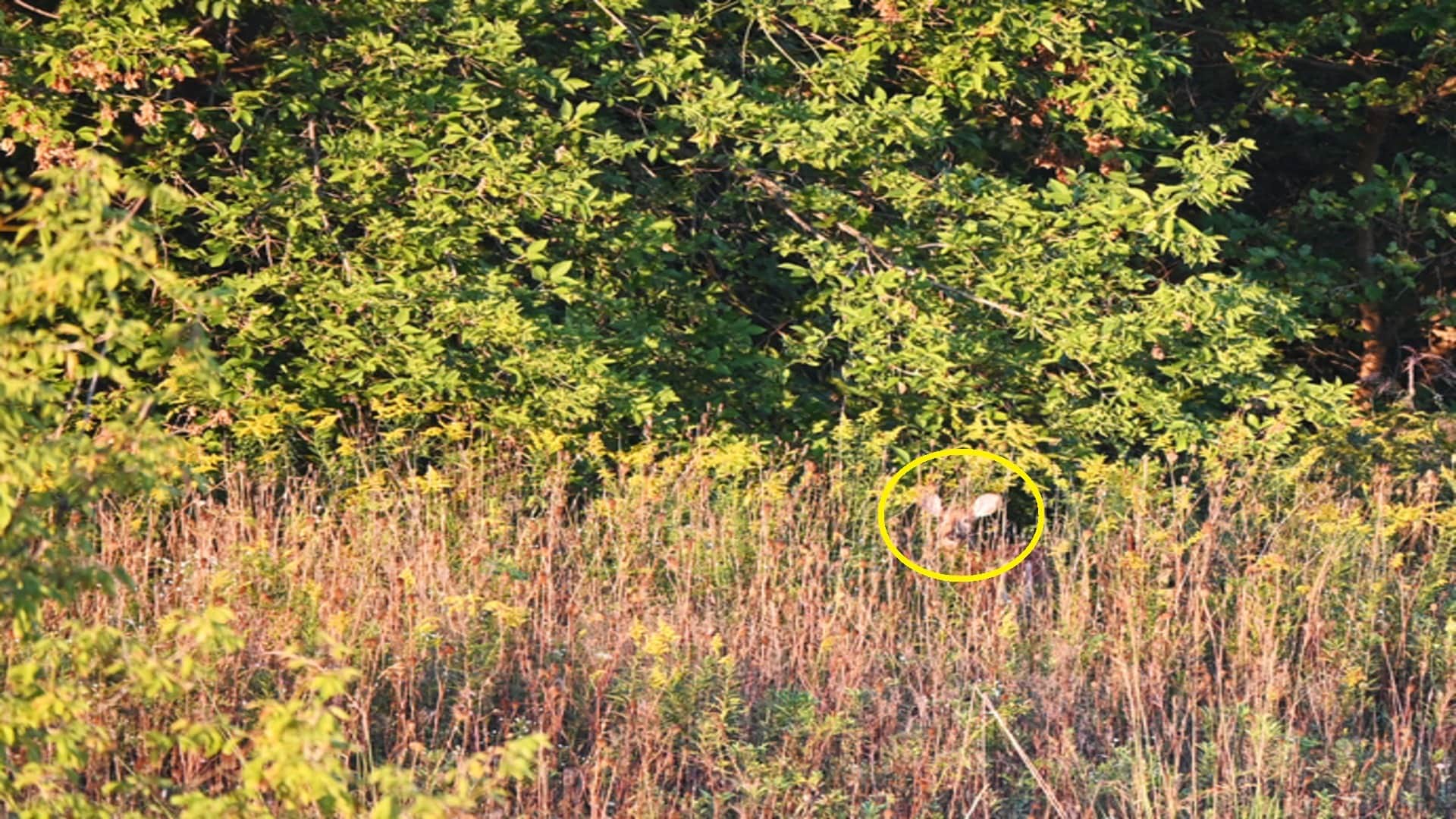Optical Illusion IQ Test: Only a Genius can spot the deer hiding in inside forest in 5 Secs!