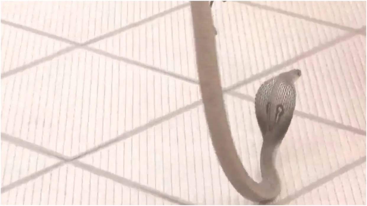 A snake that had entered the BJP camp office premises in Shiggaon was rescued