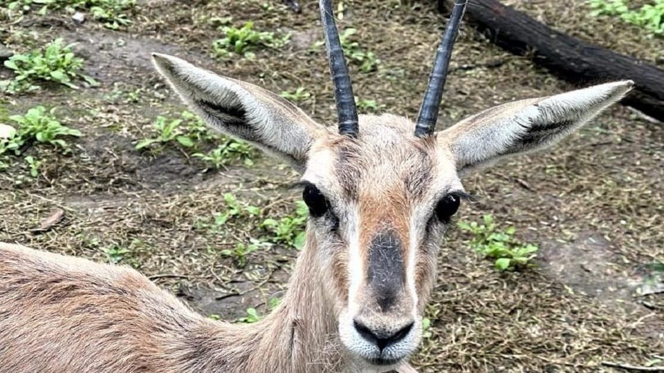 Wildlife lovers will be able to see rare species of chinkara in the zoo