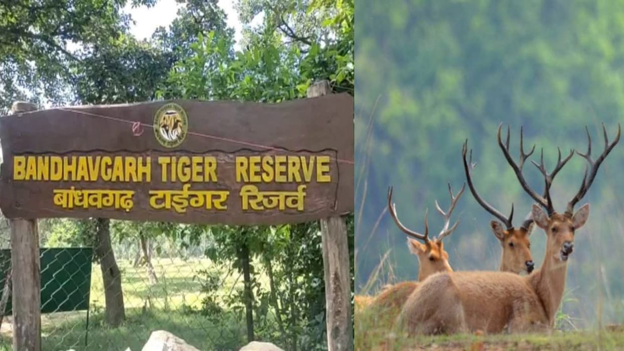 Female reindeer brought from Kanha found dead in Bandhavgarh, was four months pregnant