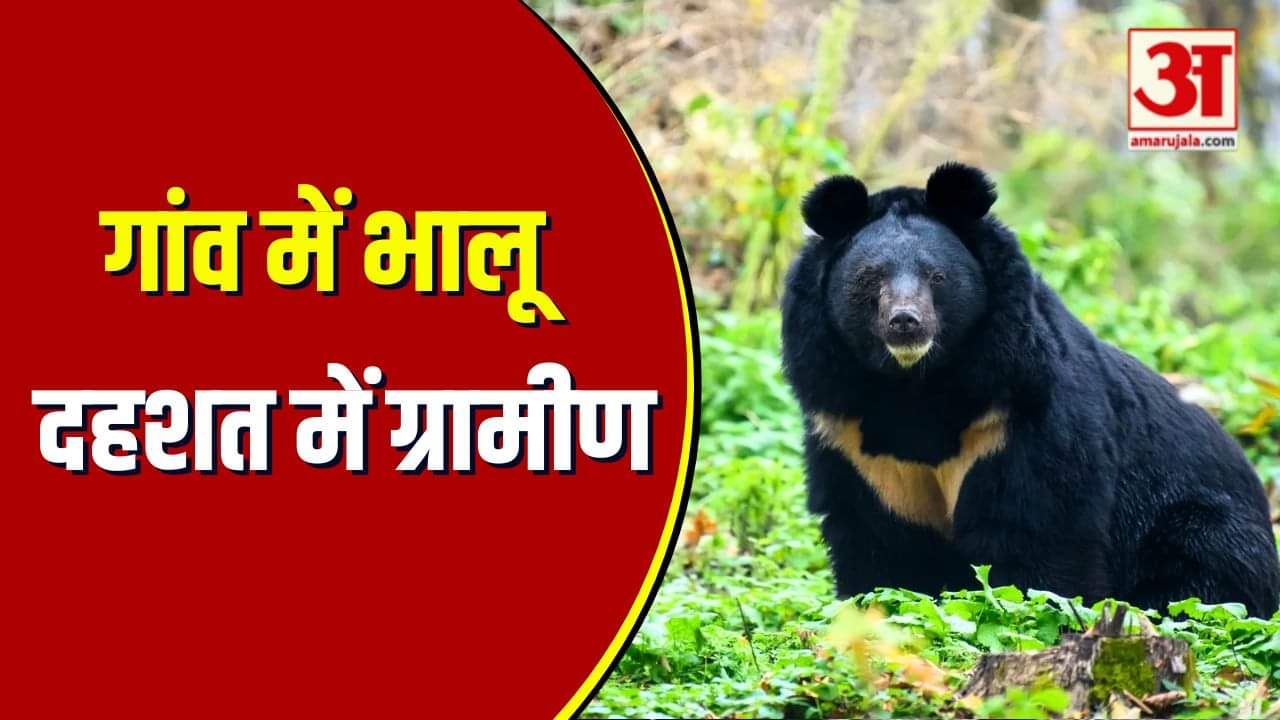 मडियादो में भालू