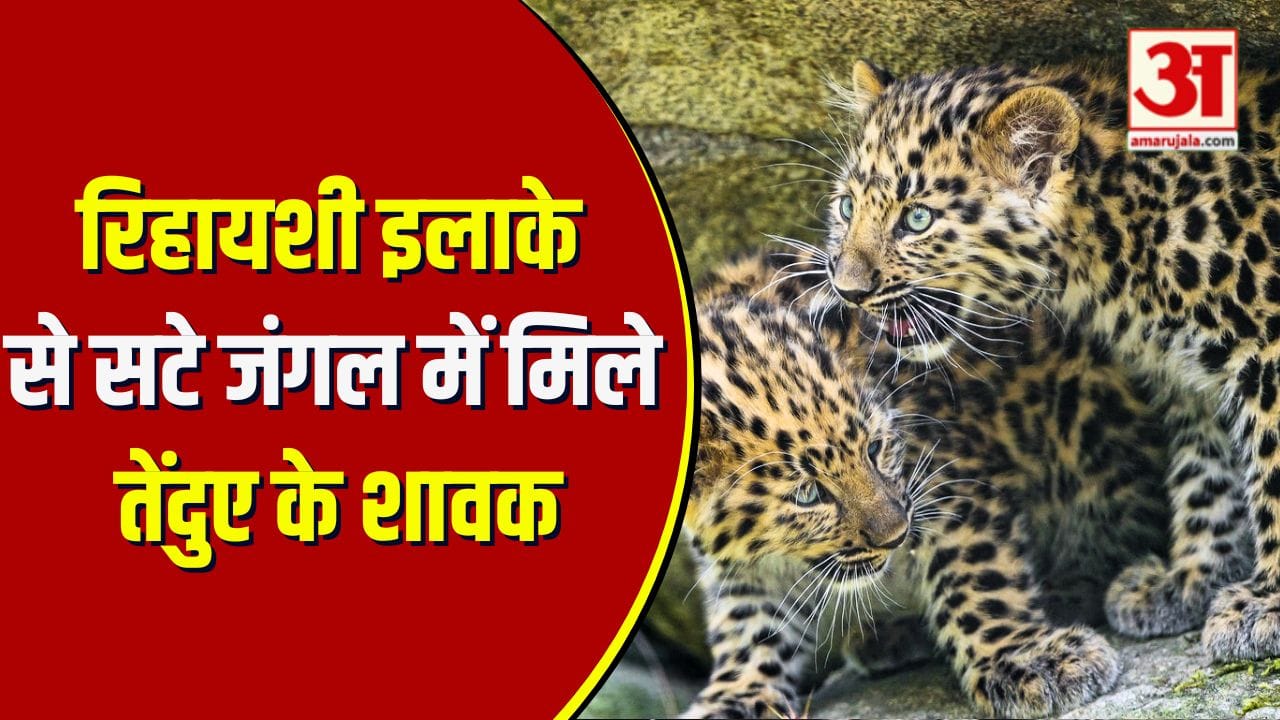 रिहायशी इलाके में मिले तेंदुए के शावक