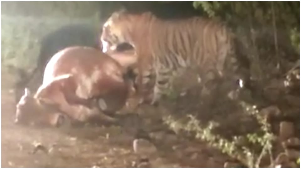 Alwar Sariska Tiger Reserve cubs hunted bulls and sambar people made video of hunting