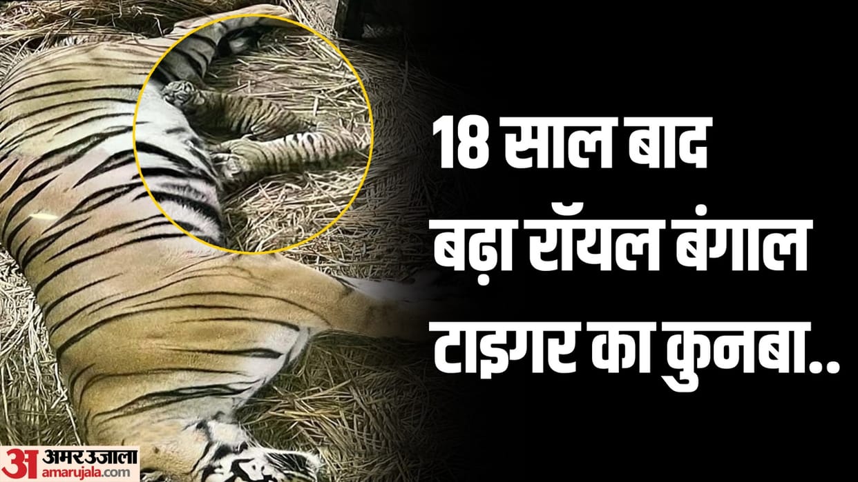 Tigress Siddhi gave birth to two cubs in Delhi Zoo