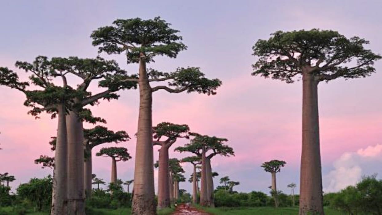 Ban on cutting of Baobab tree in Jabalpur Dhar district