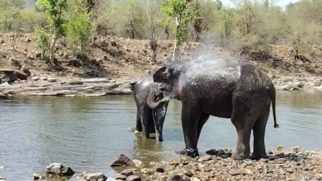 Gajraj seen having fun in water in Panna Tiger Reserve