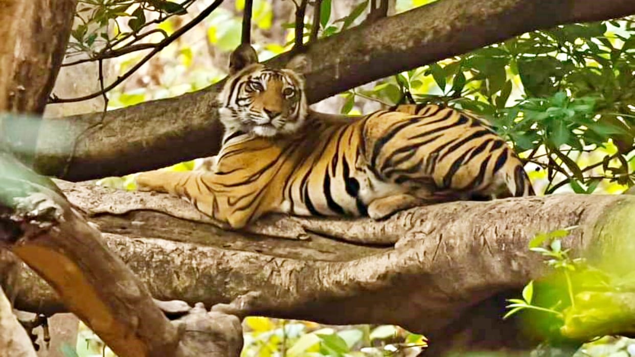 Tiger climbs tree to get relief from summer heat in Bandhavgarh
