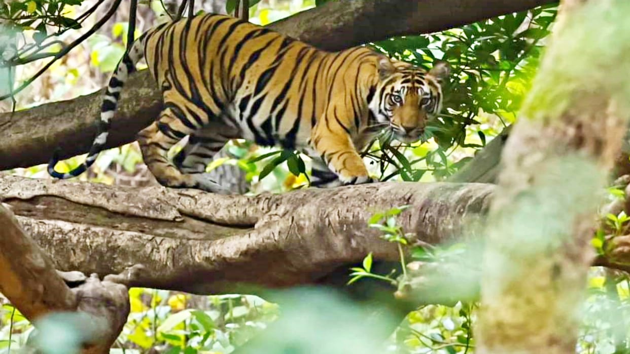 worker killed by tiger in Dhikala range of Corbett