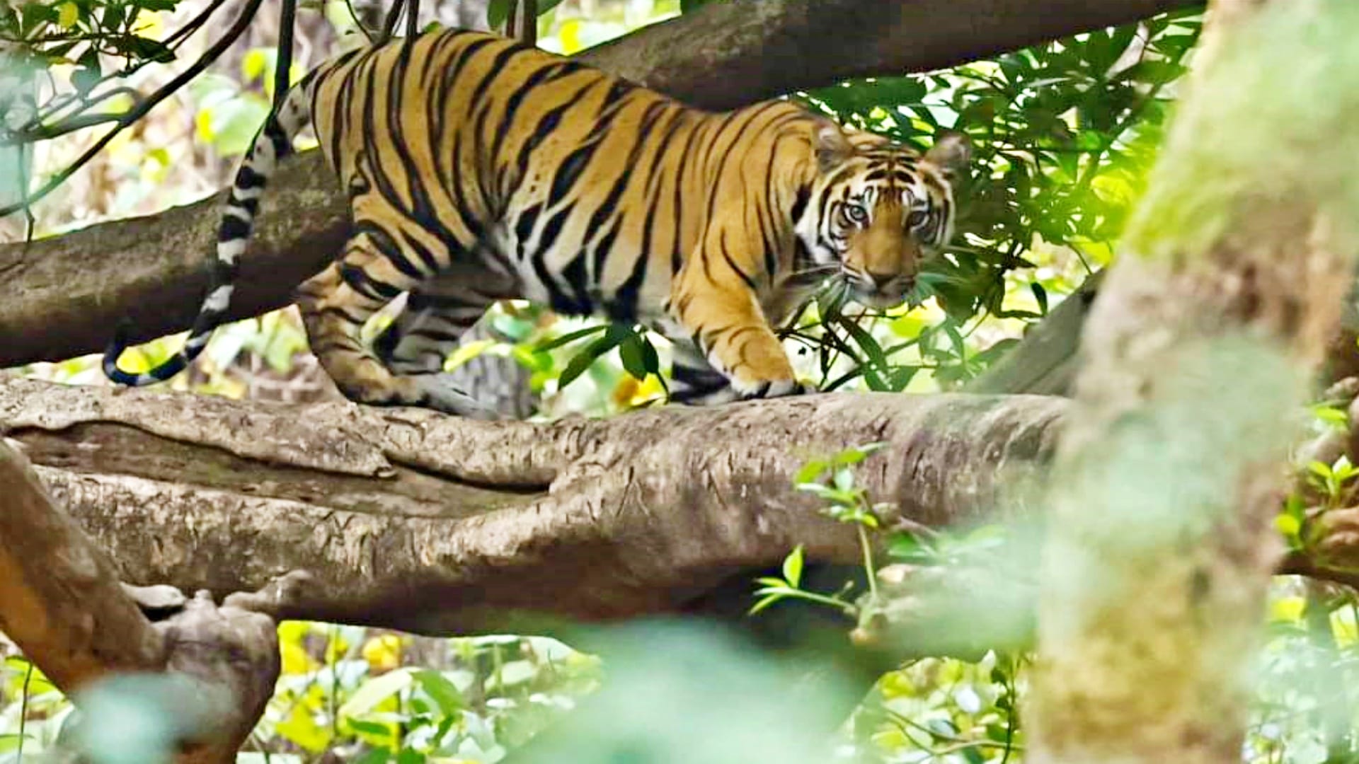 Tiger climbs tree to get relief from summer heat in Bandhavgarh