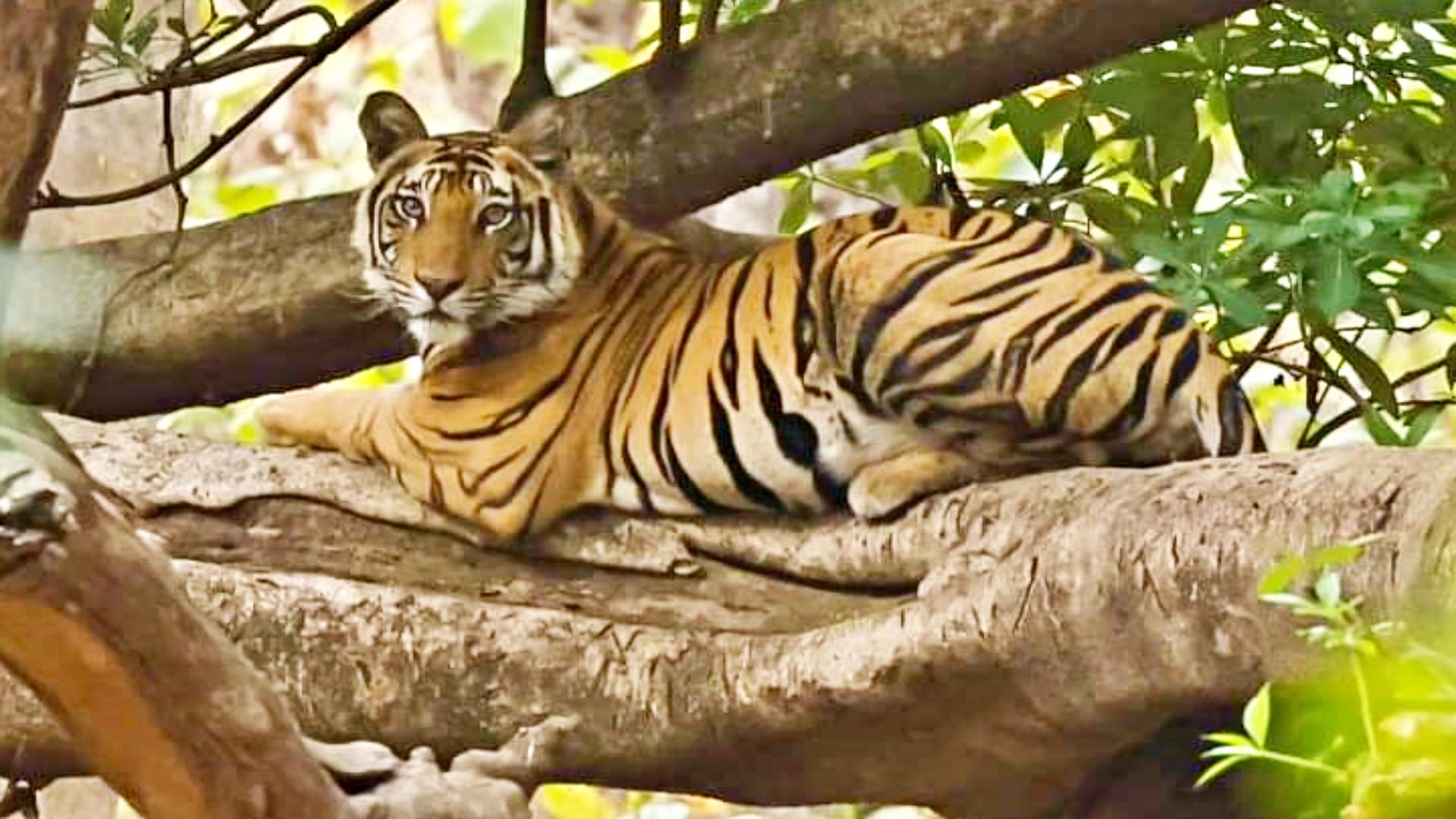 Tiger climbs tree to get relief from summer heat in Bandhavgarh