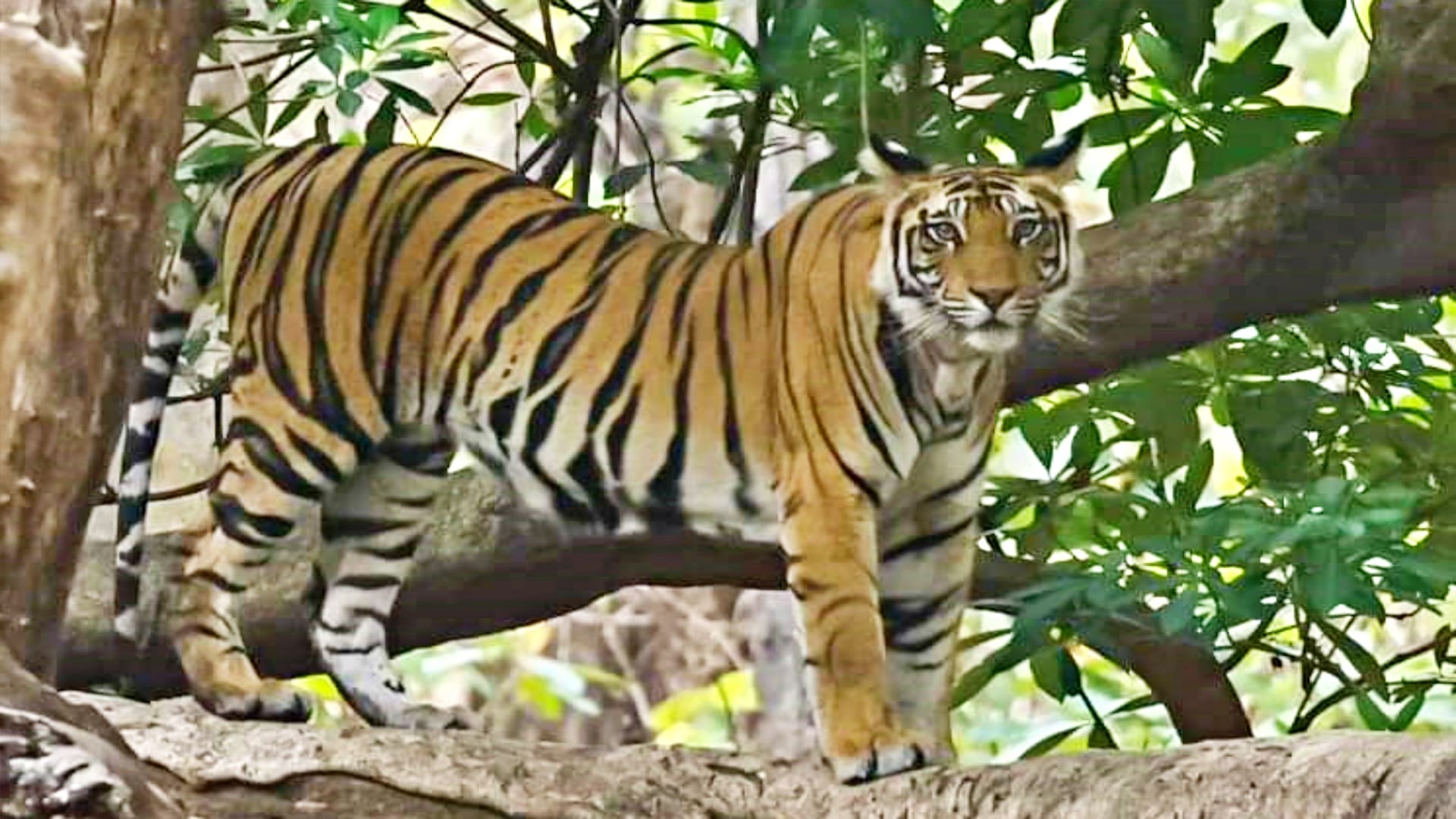 Tiger climbs tree to get relief from summer heat in Bandhavgarh