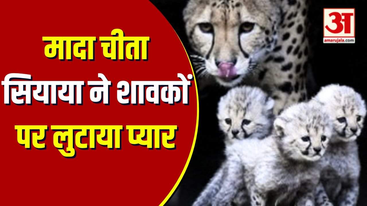 सियाया ने शावकों पर लुटाया प्यार