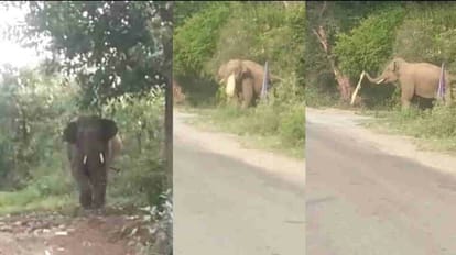 Dehradun News Elephant Enter on Dudhli Mothrowala road and run after people