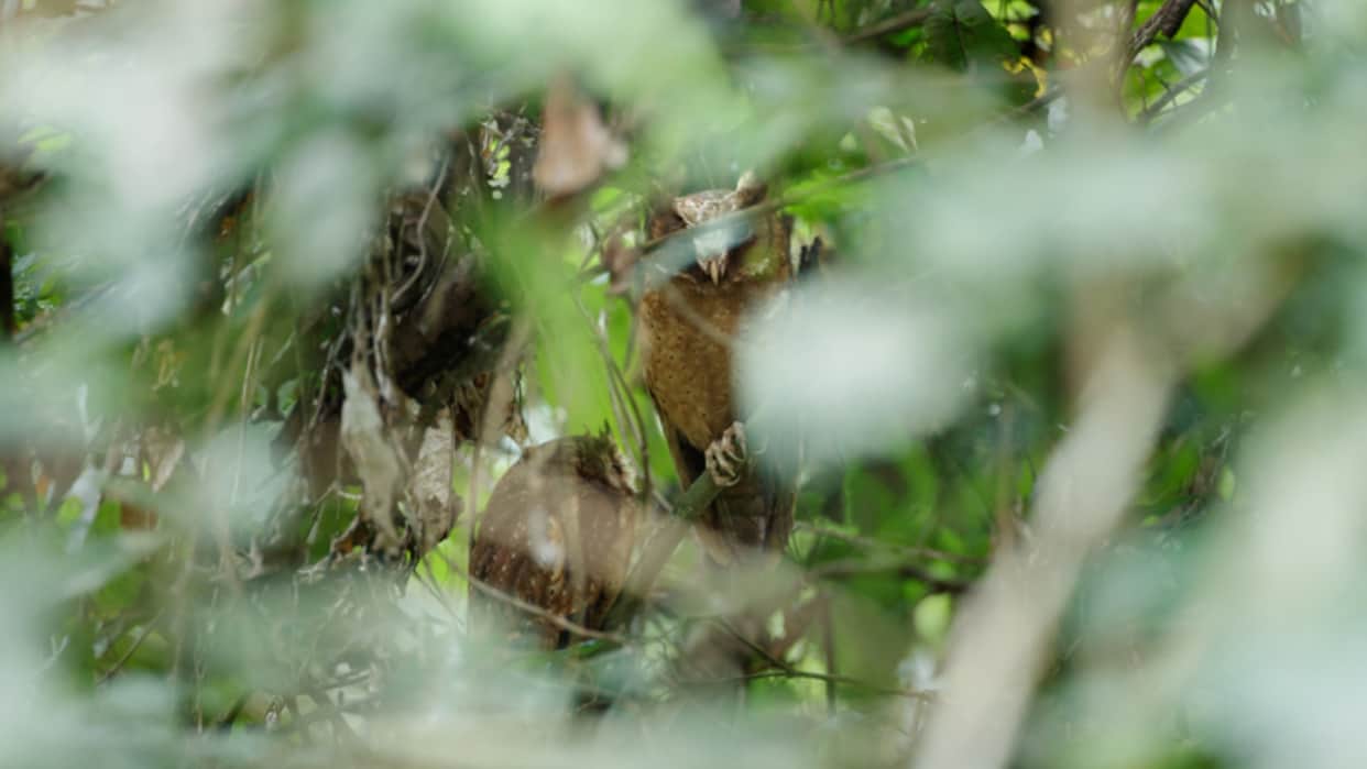 Optical Illusion: You are a genius if you can spot the owl in 4 seconds