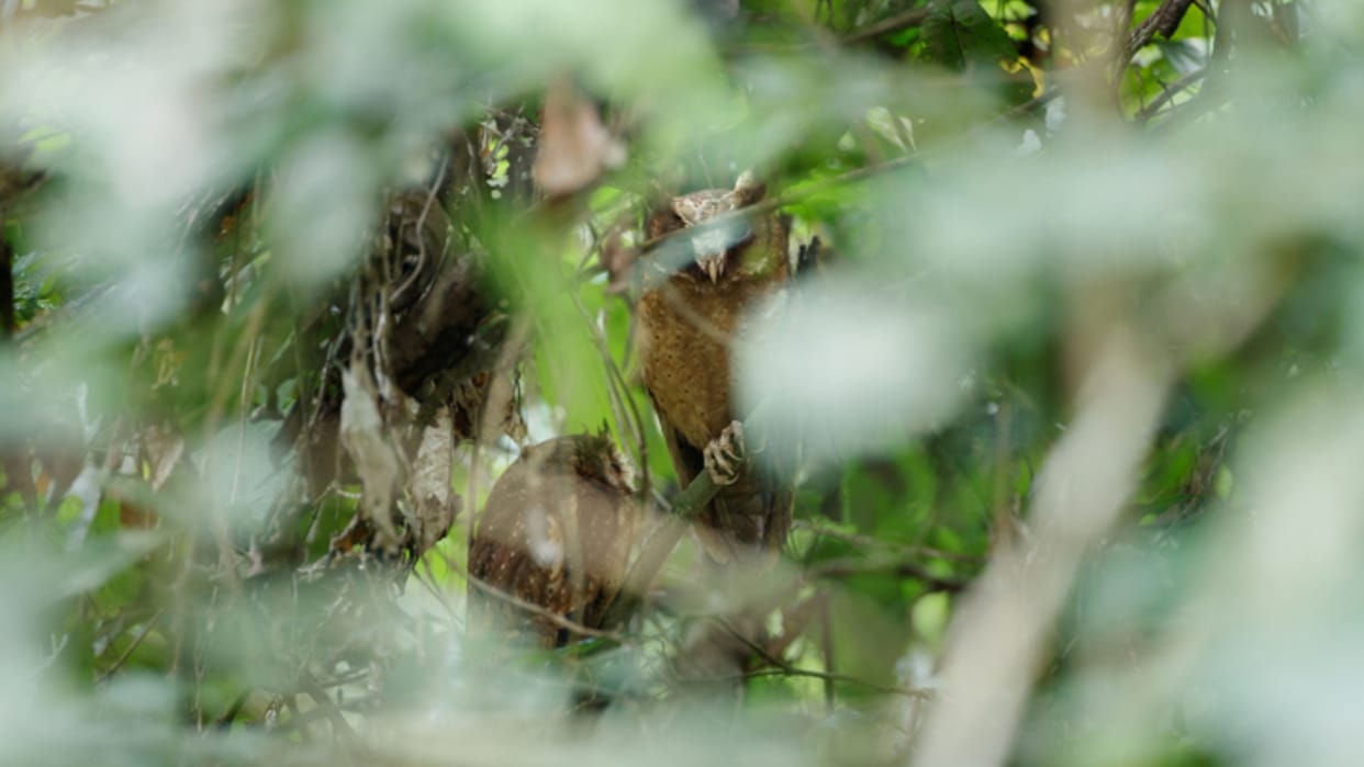 Optical Illusion: You are a genius if you can spot the owl in 4 seconds