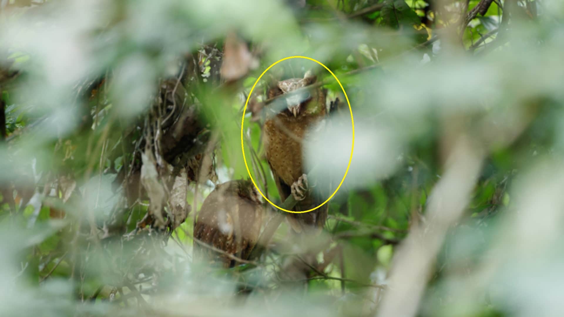 Optical Illusion: You are a genius if you can spot the owl in 4 seconds