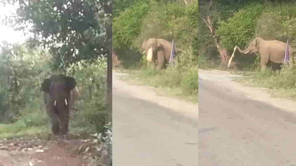 Dehradun News Elephant Enter on Dudhli Mothrowala road and run after people