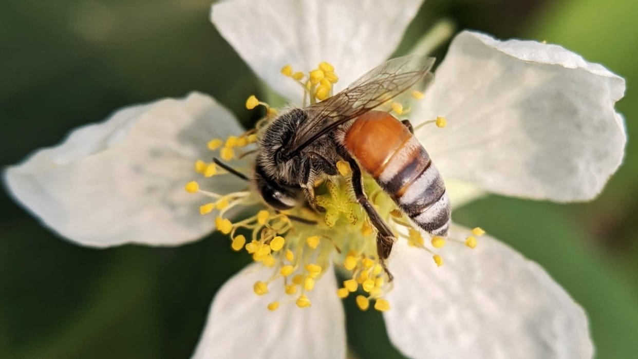 world bee day 2023, beekeeping hobby and its its importance