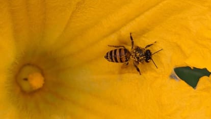 world bee day 2023, beekeeping hobby and its its importance