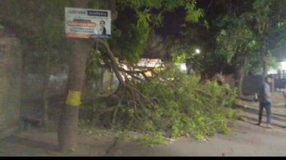Trees fallen by strong winds