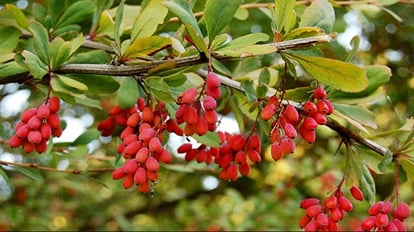 Research : बूढ़ा होने से बचाएगा, उम्र भी लंबी करेगा बरबरीन, इविवि के बायोकेमेस्ट्री विभाग के शोध में दावा Berberine will save from aging, will also prolong life, claims in the research of the Department of Biochemist