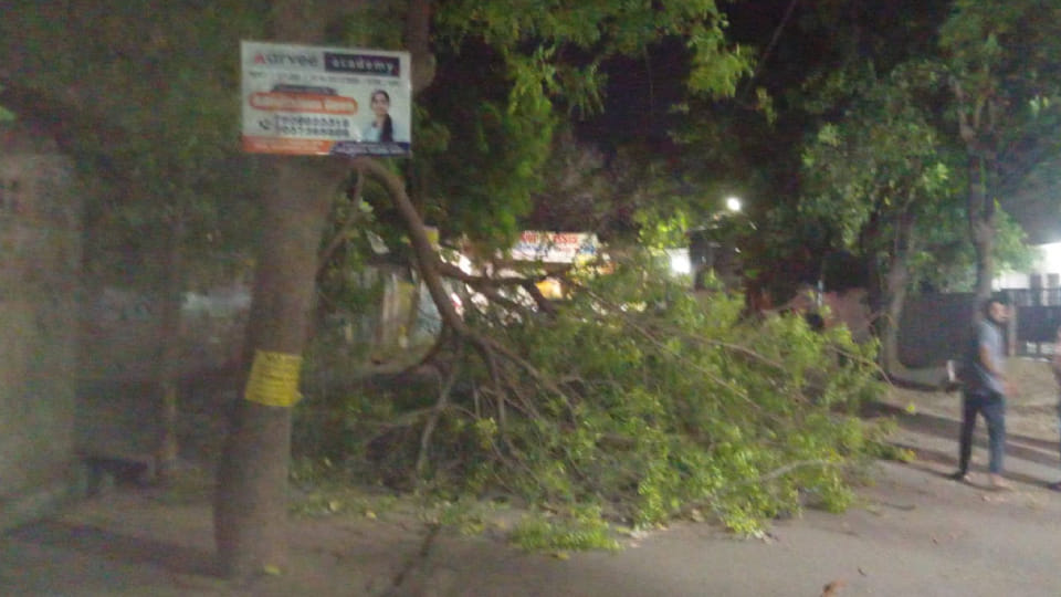 Trees fallen by strong winds