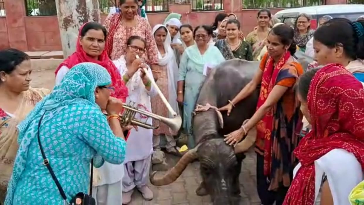 Bharatpur nursing workers played beans in front of buffalo to wake up government at district headquarters