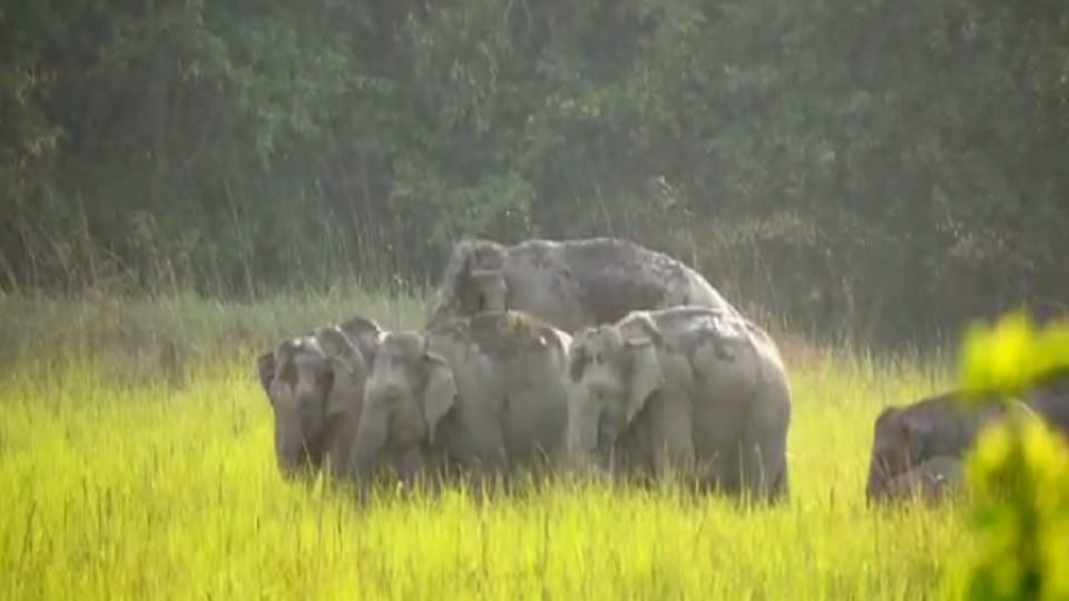 Elephants attacked and killed farmer in Lakhimpur Kheri