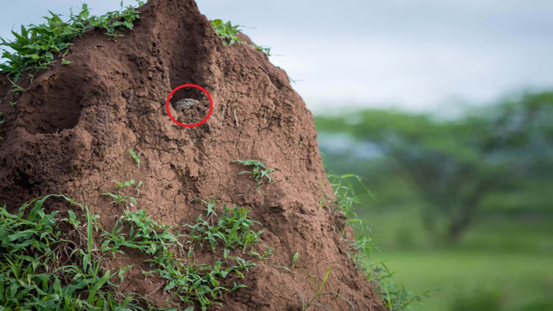 Optical Illusion: Can you spot the hidden lizard in the rocks in 5 seconds?