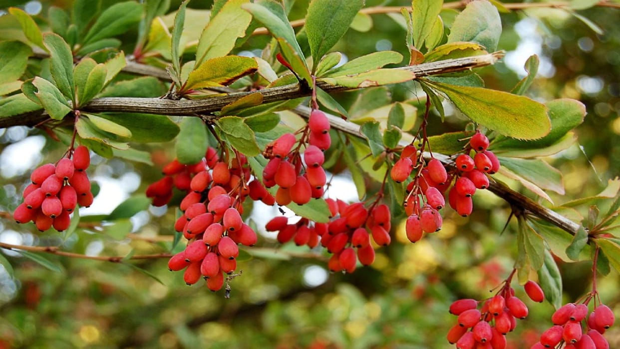 Berberine will save from aging, will also prolong life, claims in the research of the Department of Biochemist
