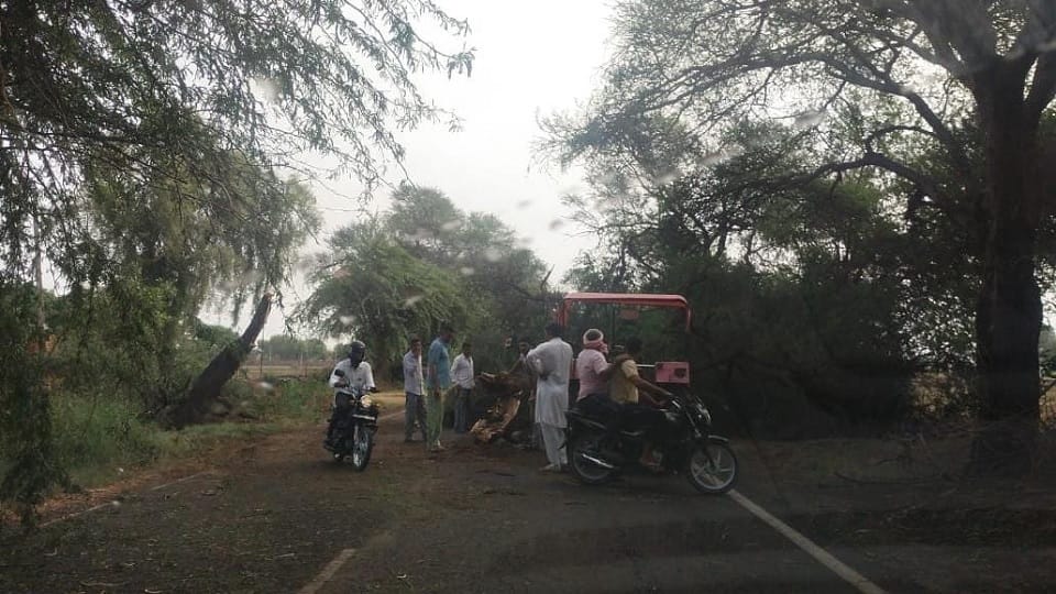 Severe thunderstorm wreaks havoc in Fatehabad, Broken trees fell on road, rail traffic Sirsa-Bathinda affected