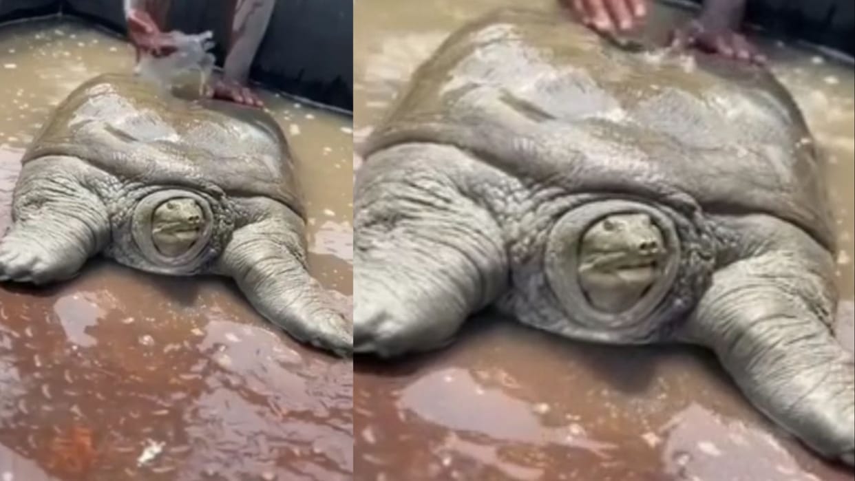 One and a half quintal tortoise was found in Chautala village of Haryana