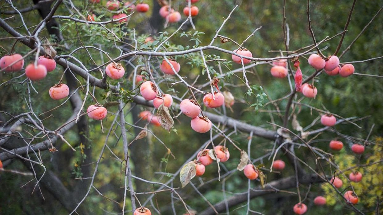 sixty percent japani fruit purchased by fruit traders in kullu himachal pradesh