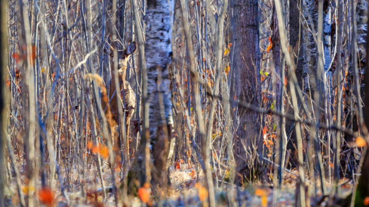 optical illusion: can you find Deer in this image within 6 seconds? Check Your Brain IQ