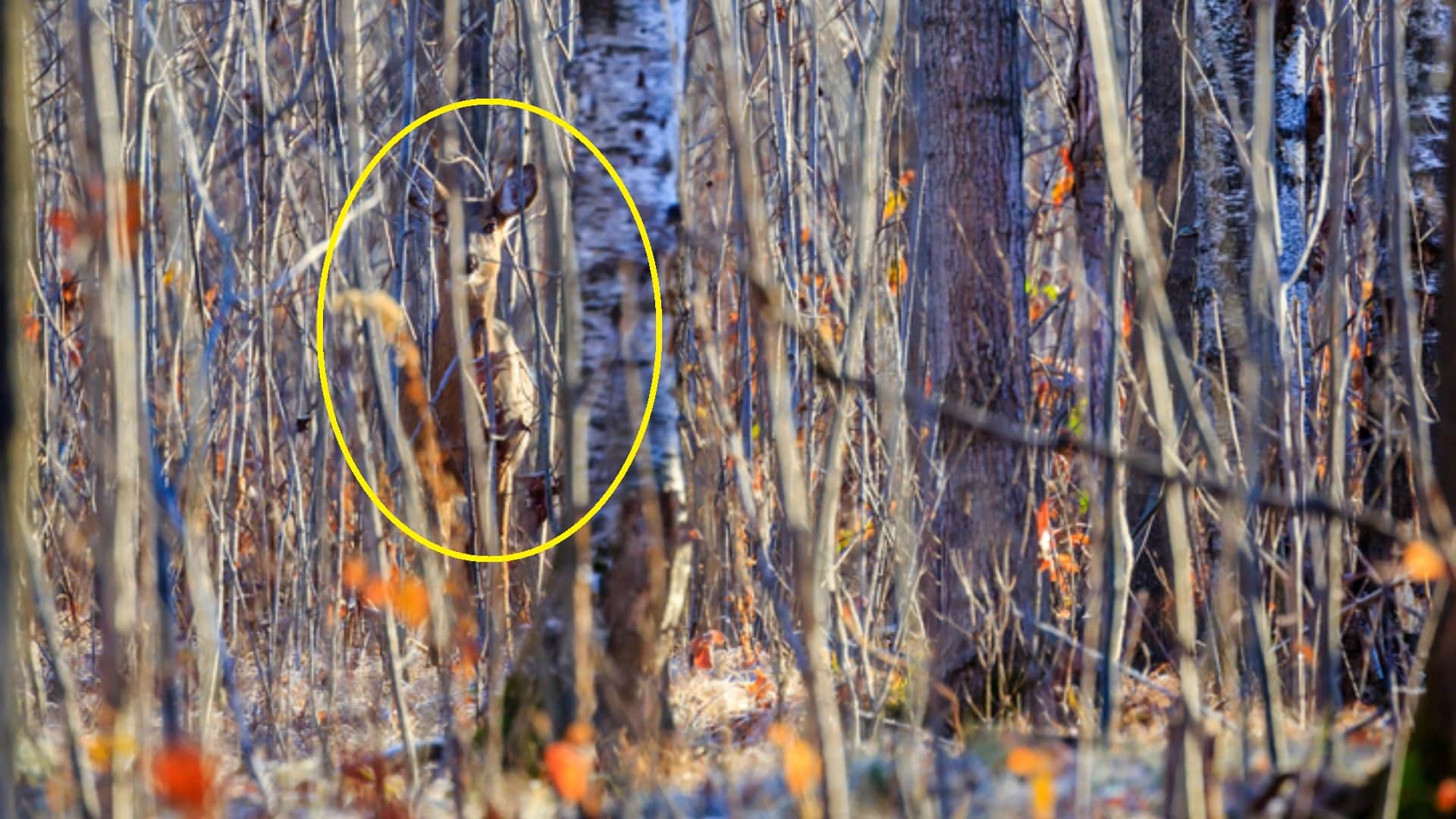 optical illusion: can you find Deer in this image within 6 seconds? Check Your Brain IQ