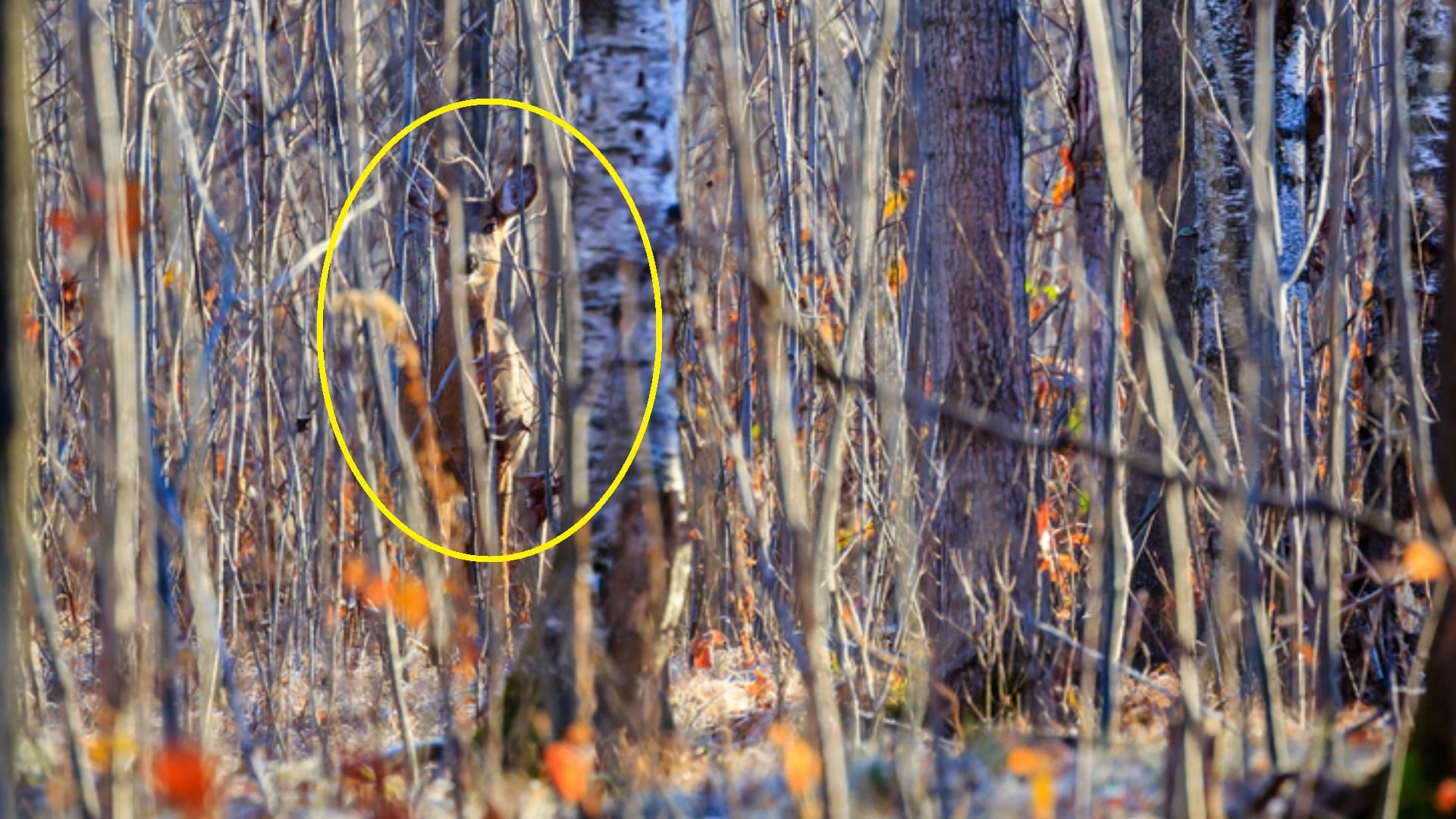 optical illusion: can you find Deer in this image within 6 seconds? Check Your Brain IQ